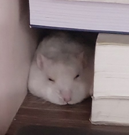 Nú