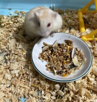 Gạo